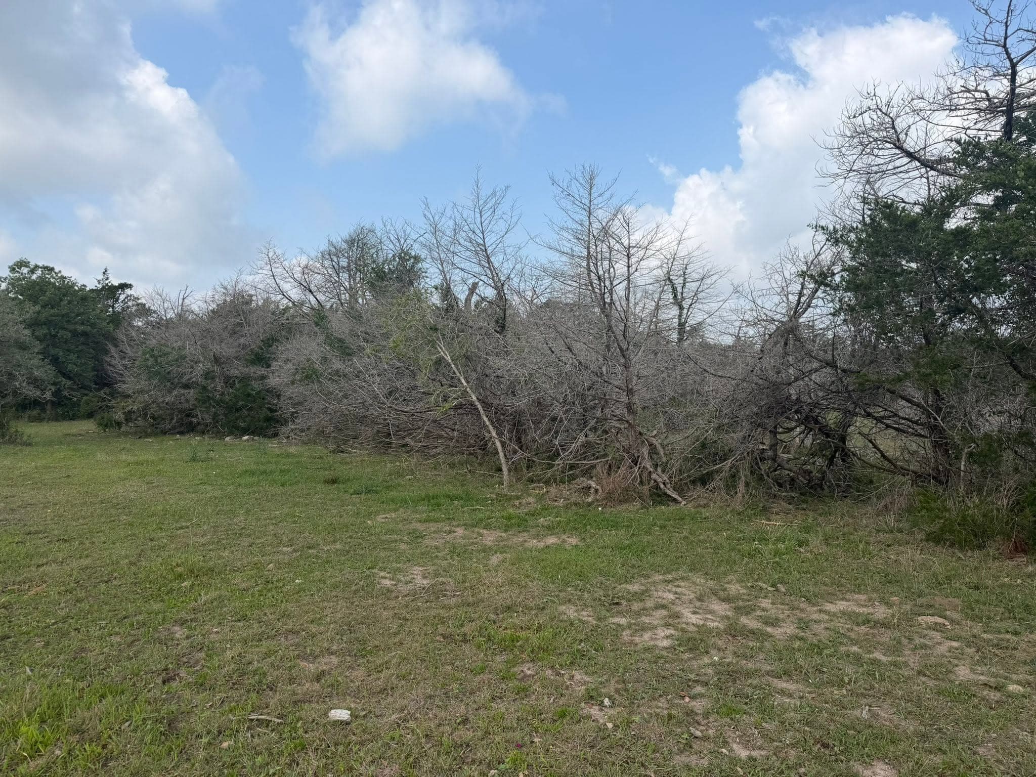 Overgrown brush line before clearing