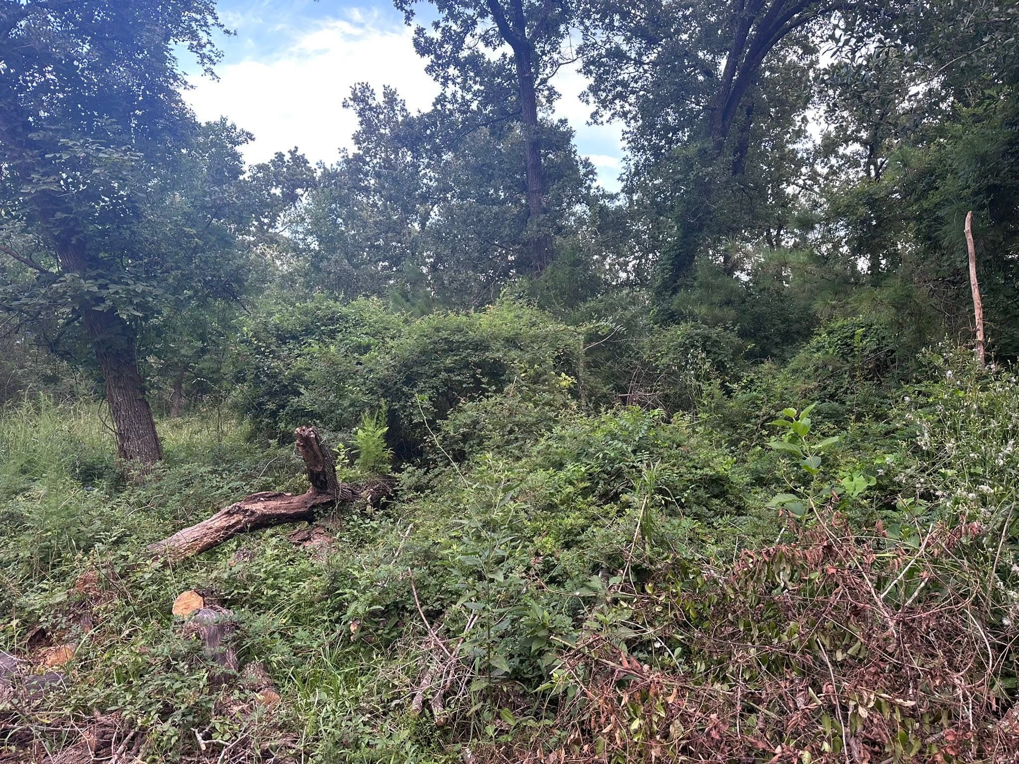 Wooded lot with deadfall before forestry mulching