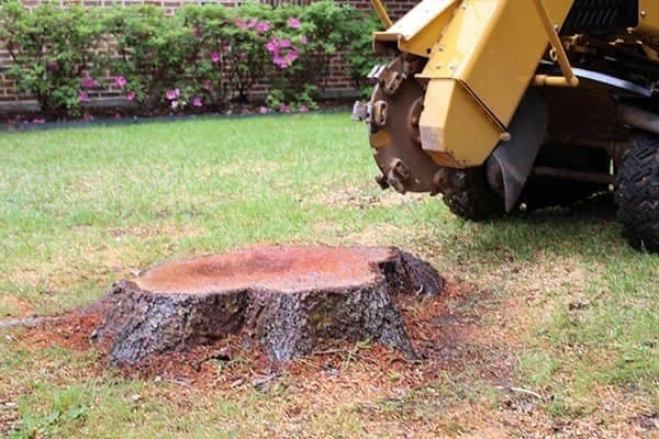 Tree stump before grinding